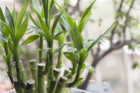 招人緣植物|風水植物｜不只富貴竹！7款招財/招桃花植物推介+不 